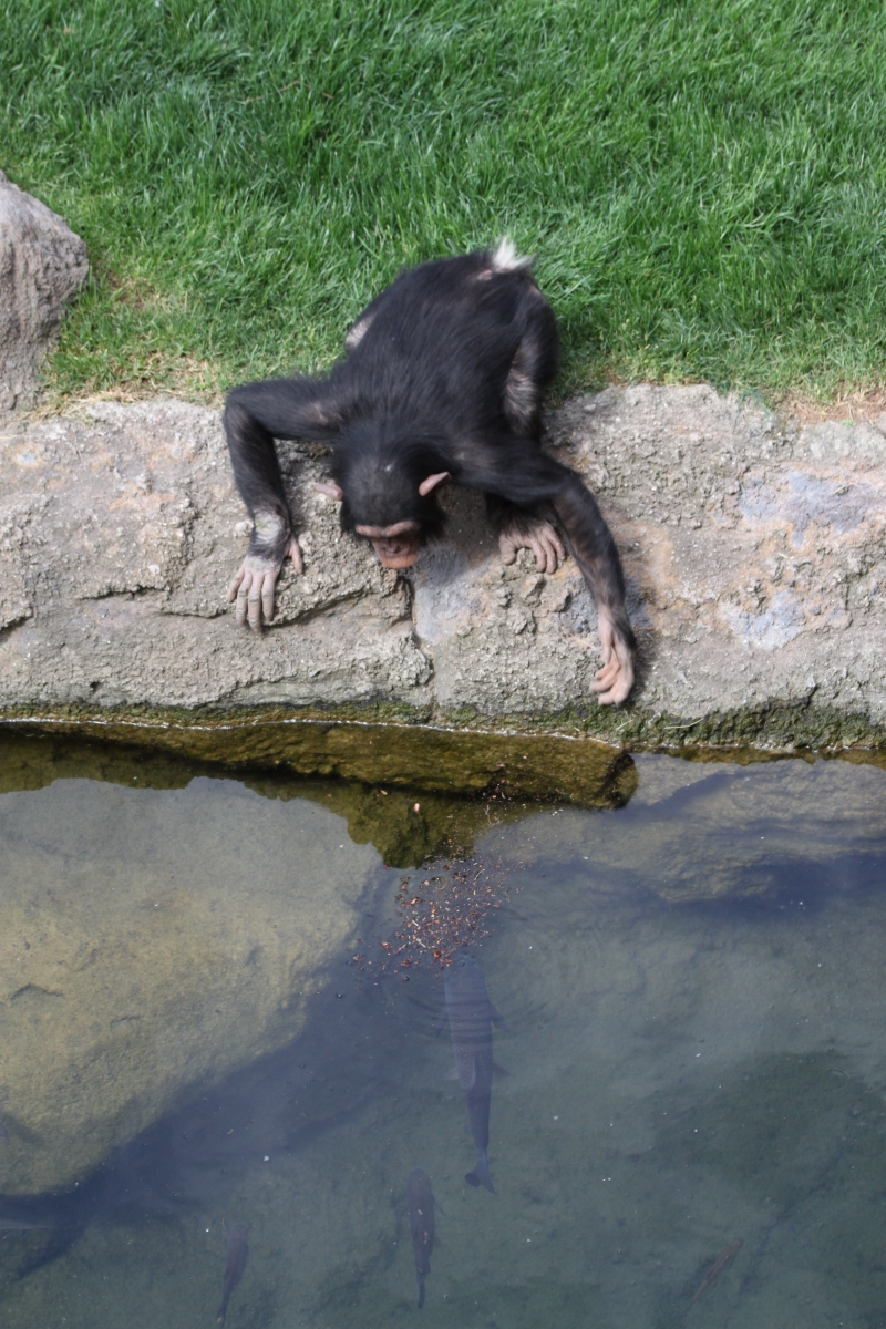 El chimpance y el pez 